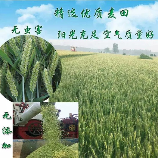 怀远县小麦芽 2020年青麦仁