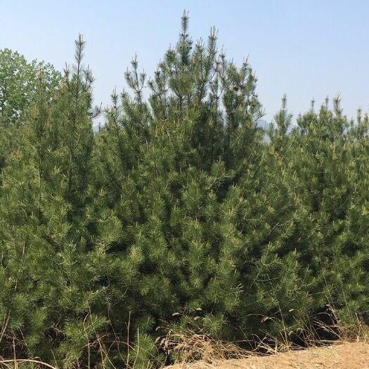 天津 常年出售各种规格白皮松