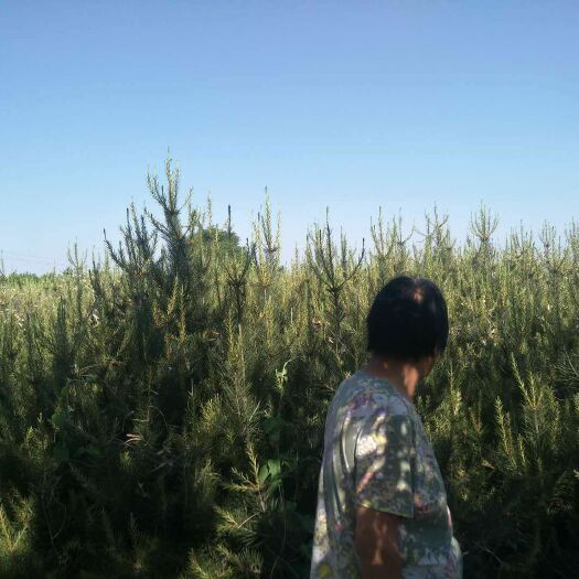 西安普通白皮松 急售！    急售！   急售！   两米左右，一棵十五元