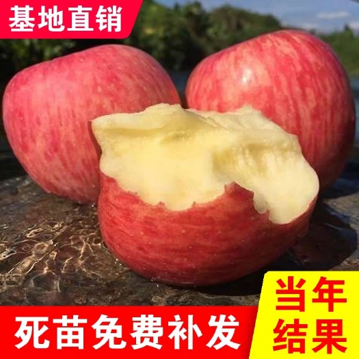 盖州市红富士苹果苗 嫁接苹果苗，量大从优，现挖现发，产地直发。