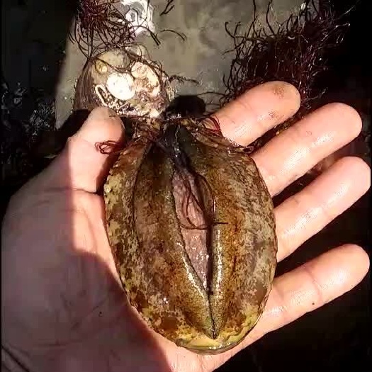 漳浦县 熟冻鲍鱼批发