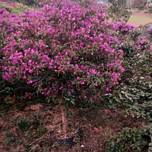 宜宾紫花三角梅  紫色三角梅笼子
