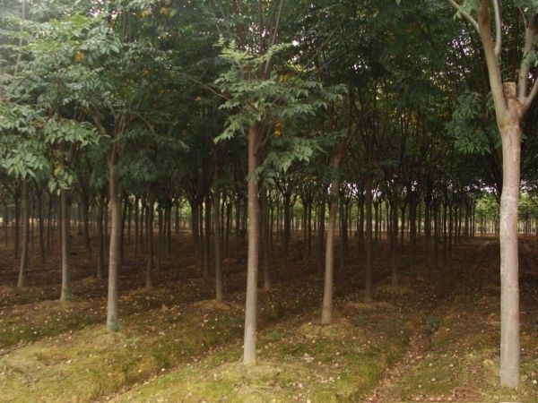鄂州秋花栾树  栾树优惠价处理