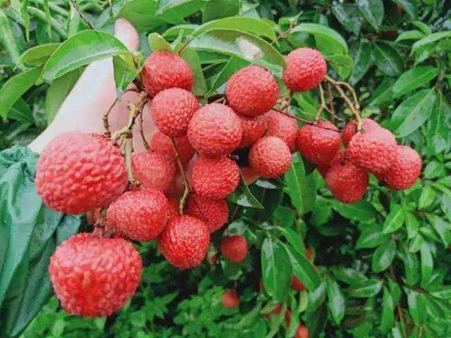高州市冰荔苗  冰荔荔枝苗(新品种)中枝嫁接
