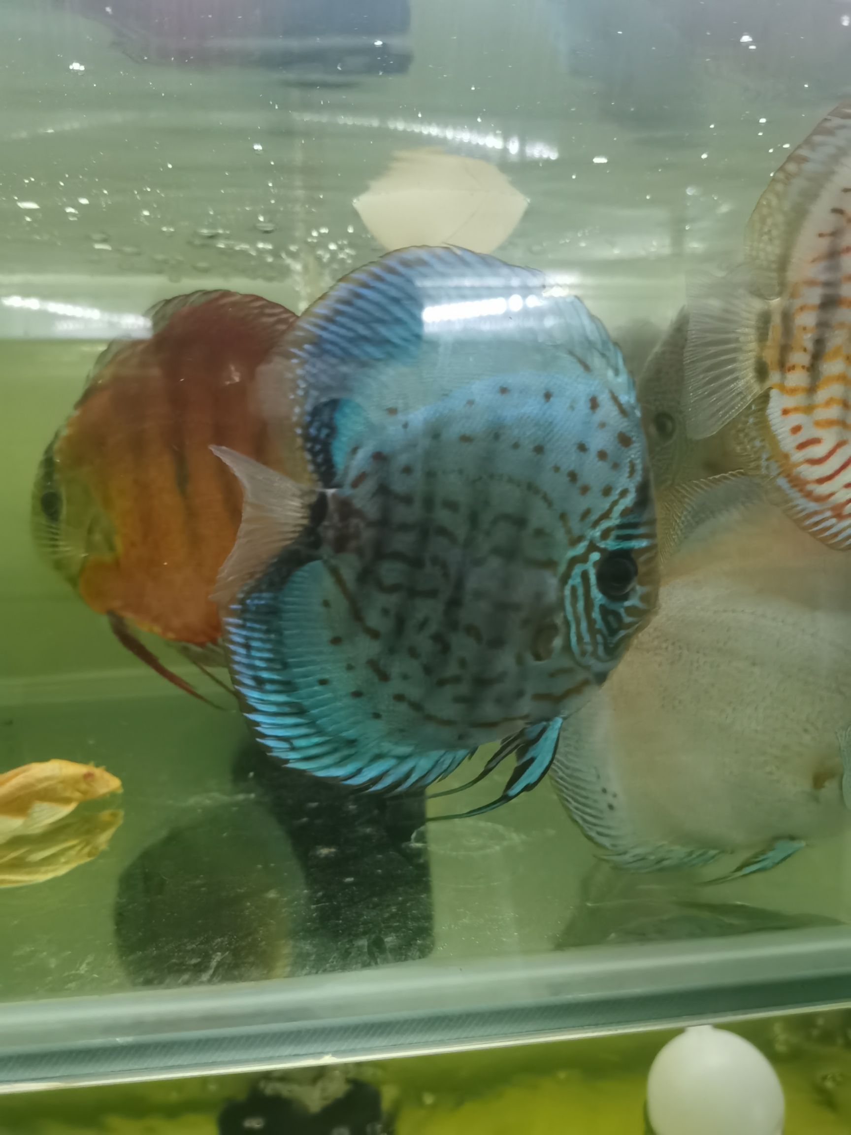 七彩神仙鱼