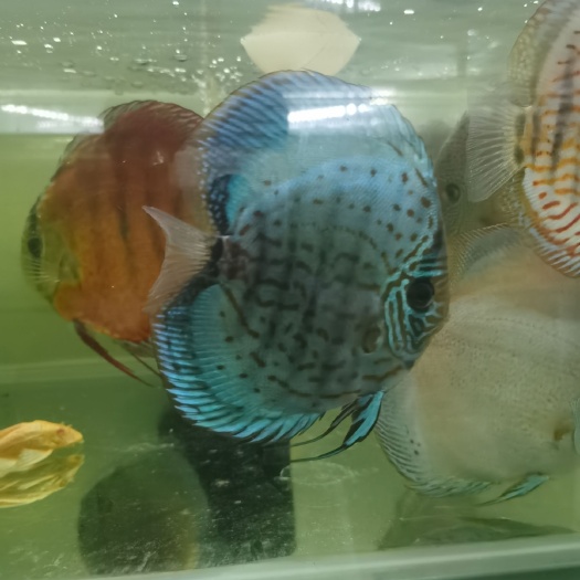 巢湖七彩神仙鱼