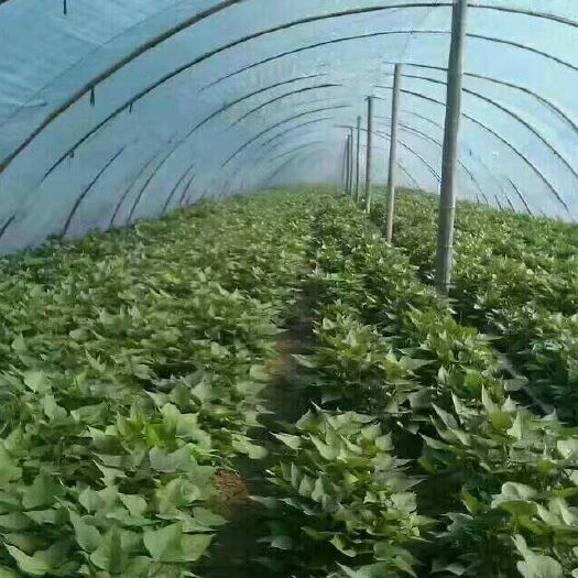 邹城市济薯26号红薯苗  脱毒济薯26红薯苗现货上市中