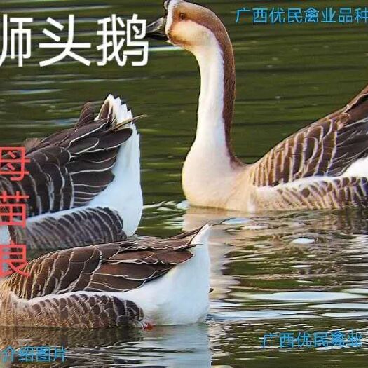 南宁 鹅苗狮头鹅苗