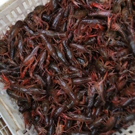 黄梅县 龙感湖小龙虾