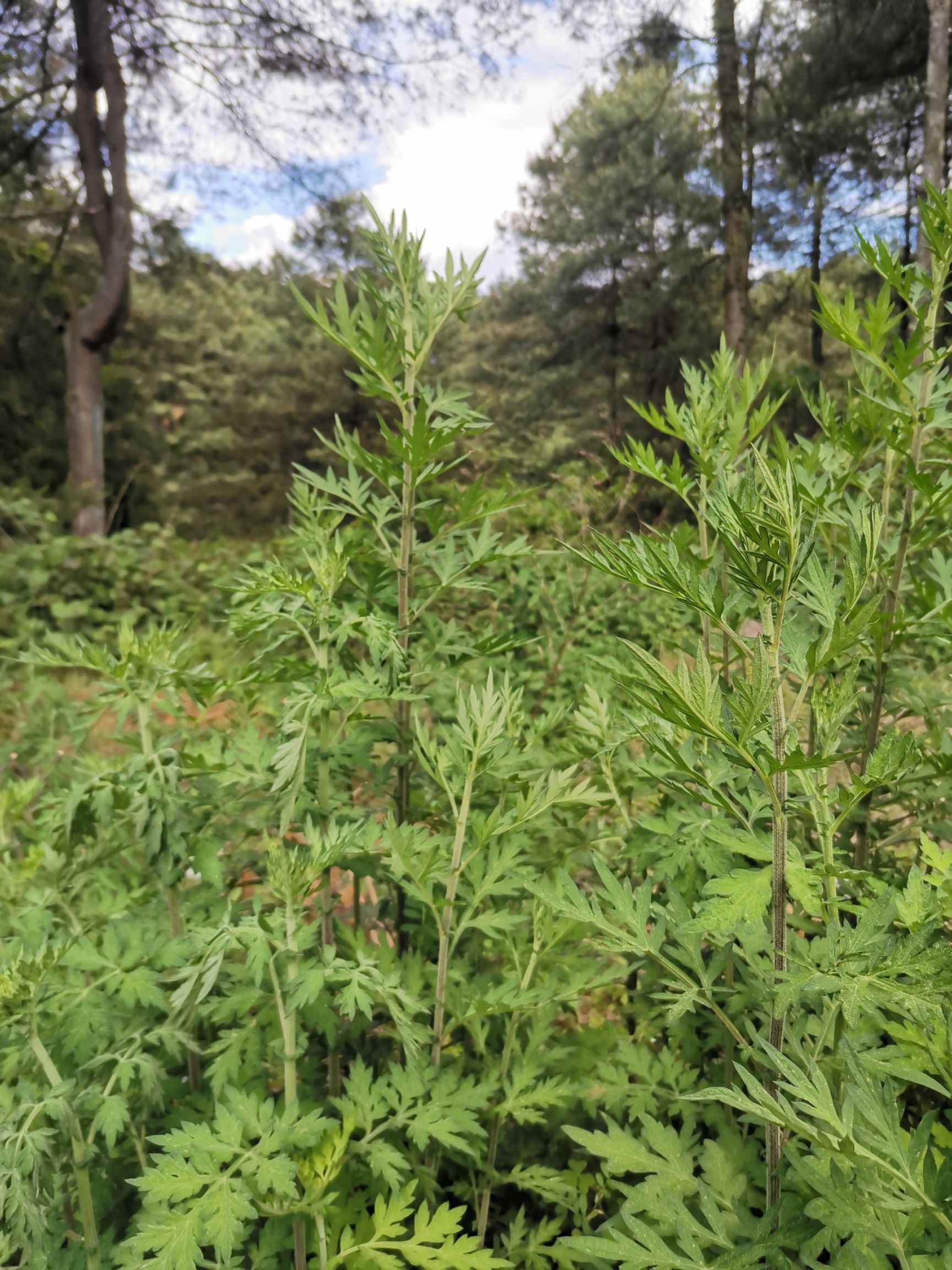 野生艾草图片山上图片