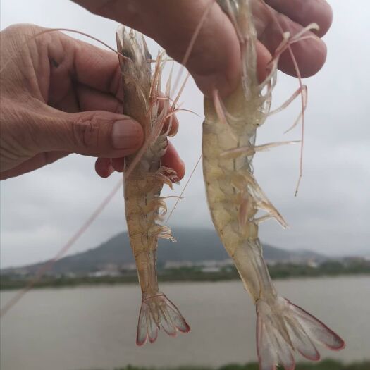 漳州福建漳州南美白对虾，25-30条/斤鲜虾活虾，产地代办