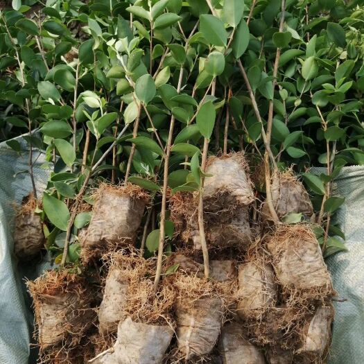 丰城市长林茶树苗 长林系列（杯苗）