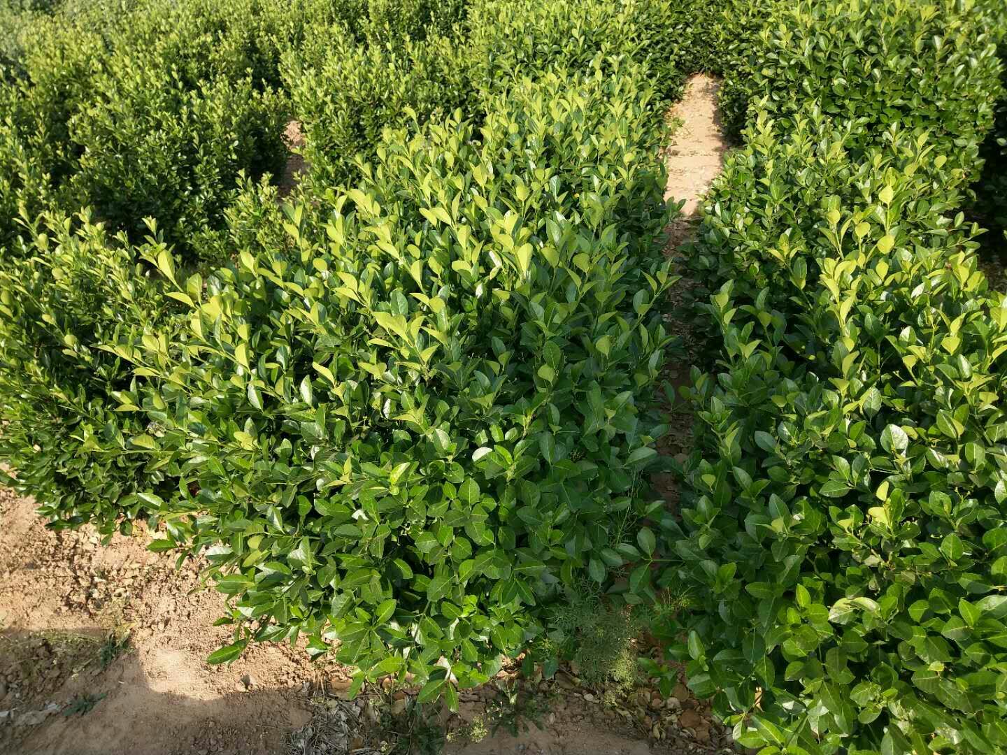  自家苗圃200亩，主要产品为各种规格的大叶黄杨球及绿篱用苗