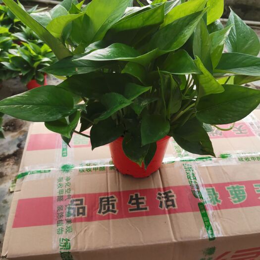 佛山绿萝