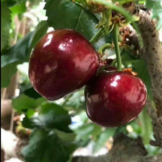 沂源县 美早大樱桃单果12g~15g2斤3斤5斤装基地直发