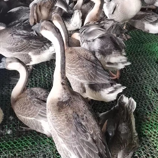 灰鹅  活鹅