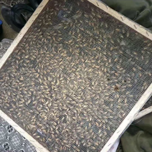 修文县卡蜂