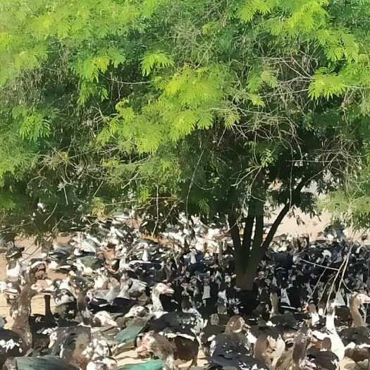 桂平市 150天的西洋鸭1700羽