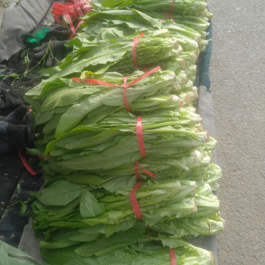 包头 新鲜油麦菜，现割，同城送