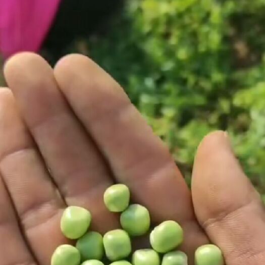 商丘青豌豆