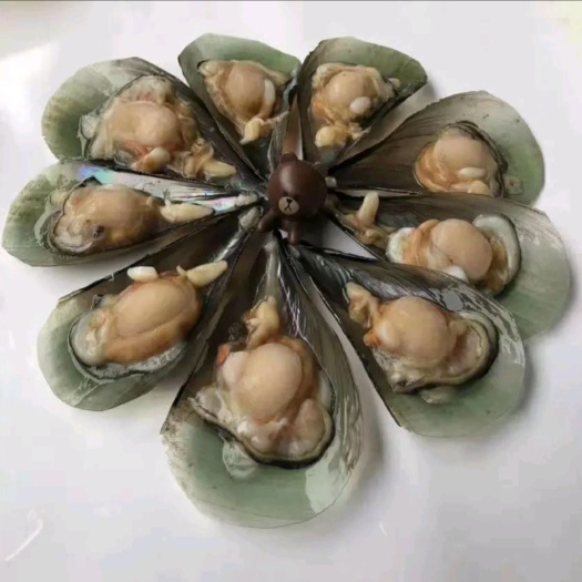 广州冰冻带子 半壳江瑶贝 半壳带子 大绿贝