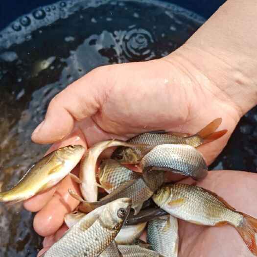 陇南 草鱼苗，鲤鱼苗