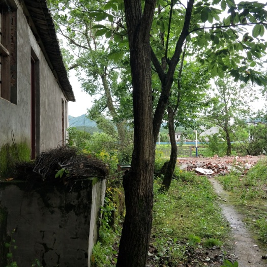 贵溪市双季板栗树苗 十年的板栗树十株