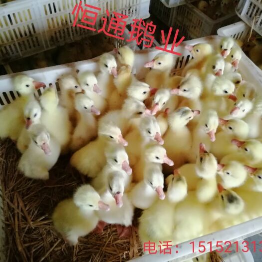 新沂市 三花鹅  三花杂  皖浦鹅 皖浦杂等大品种鹅苗 防疫到位