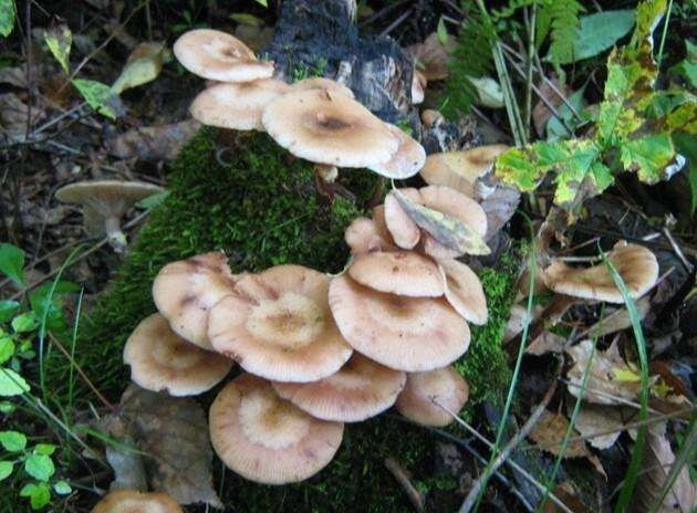大山里无污染蘑菇