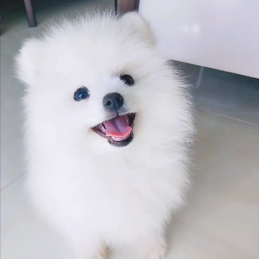  博美犬
有意向的朋友可联系，喜欢 点个赞  吧！谢谢！
