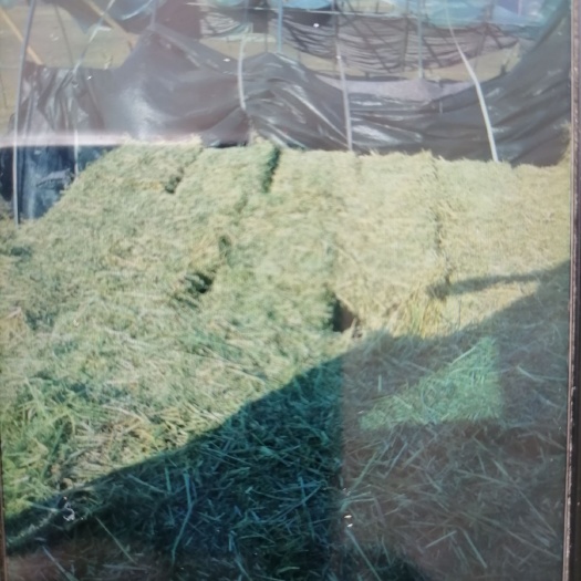 齐齐哈尔青燕麦草 出售优质燕麦草，每吨:1400元上车价格。