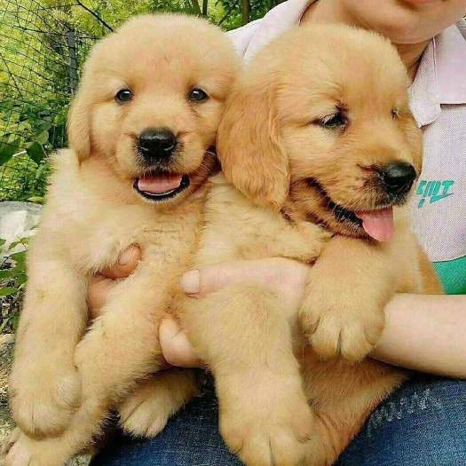 枣庄金毛犬 金毛幼犬
有意向的朋友可联系，喜欢 点个赞  吧！谢谢！