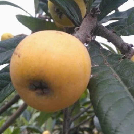  东山白玉枇杷