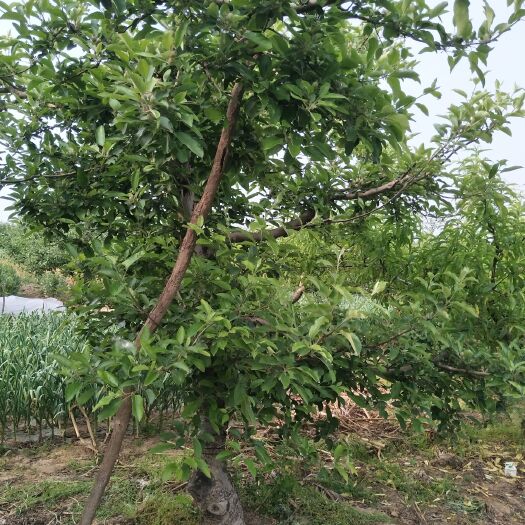 邳州市美八苹果树苗 绿化苹果树