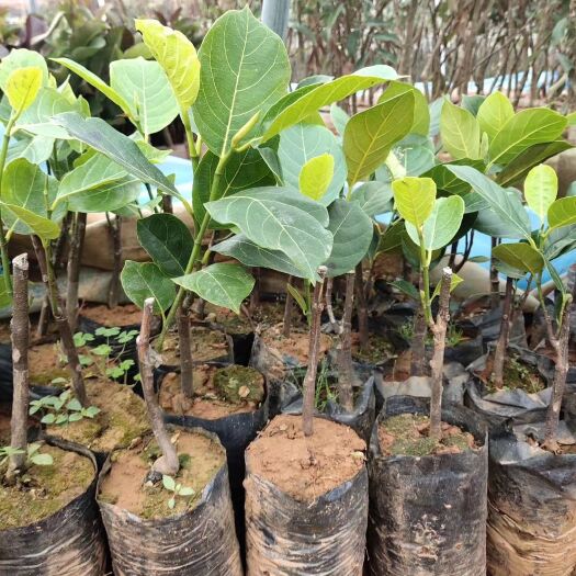 浦北县四季菠萝蜜苗 嫁接果树苗泰国菠萝蜜树苗南北方可种