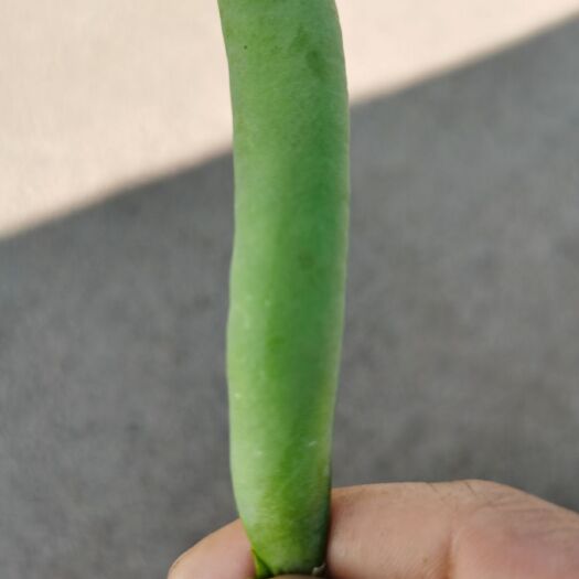 昭通青豌豆