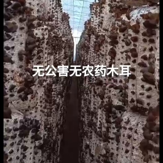 东宁市 无公害无污染山泉水浇灌东北黑木耳基地