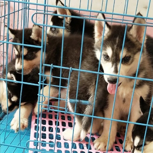  哈士奇幼犬
有意向的朋友可联系，喜欢 点个赞  吧！谢谢！