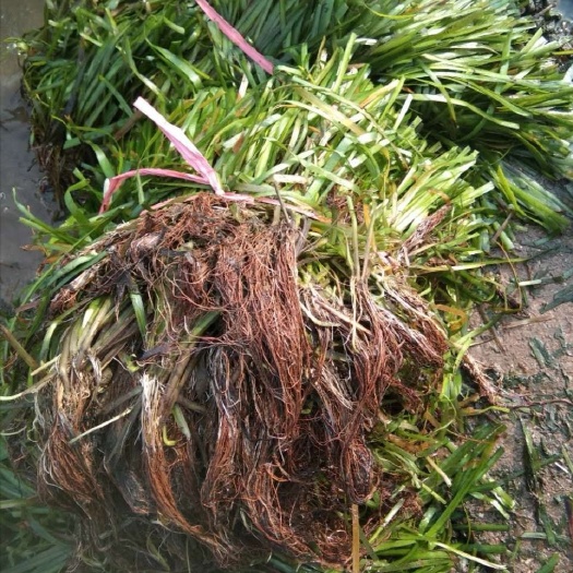 赤壁市 苦草，马来眼子菜，沉水植物货品齐全，欢迎大佬下单