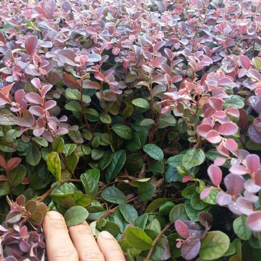 荔浦市 红花继木扦插苗