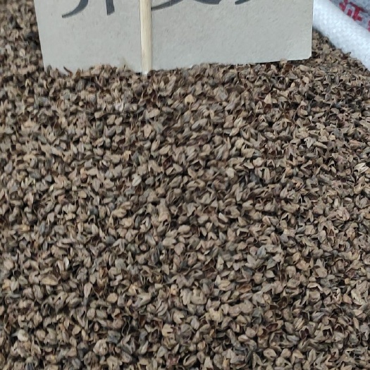 成都苦荞饭