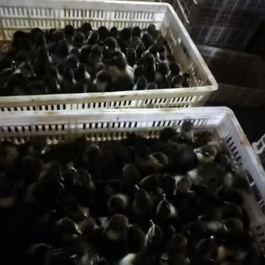 新余黑番鸭苗 成信第一，质量保正，专做番鸭