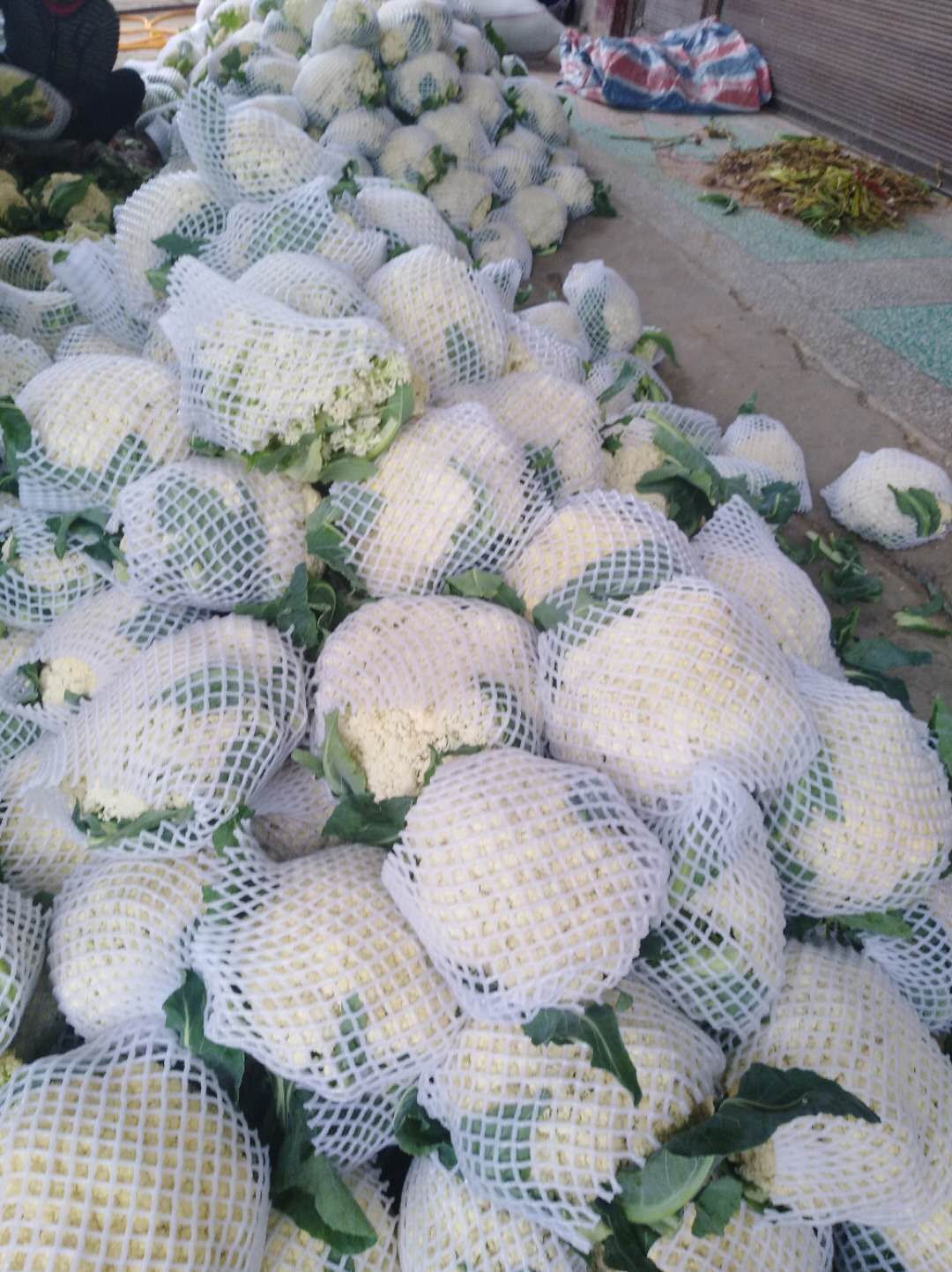 绿秀西兰花  位于南阳南边，历来就是种菜的，农民们有这多年的经验