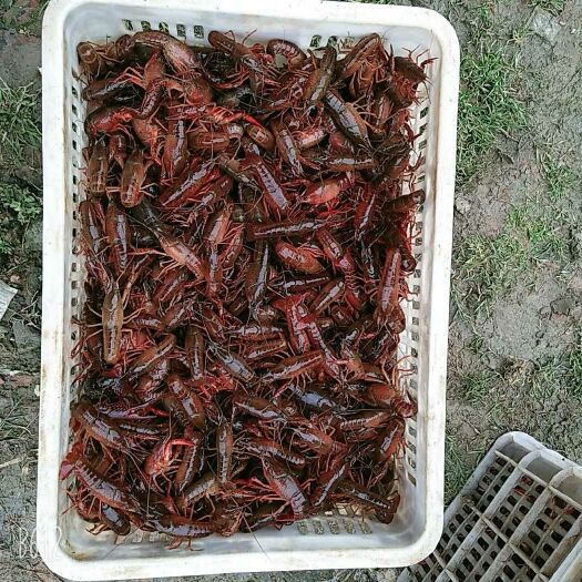潜江市 潜江小龙虾