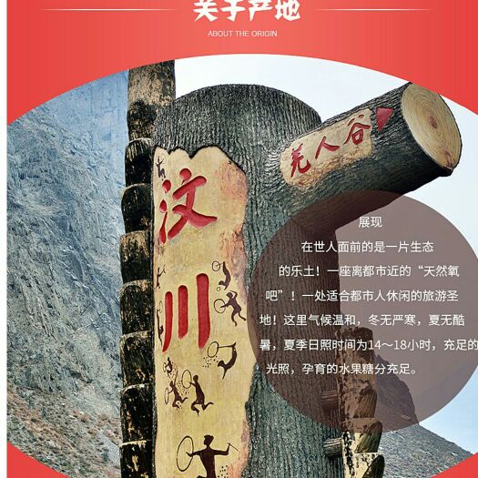 汶川县红灯樱桃 正宗汶川车厘子