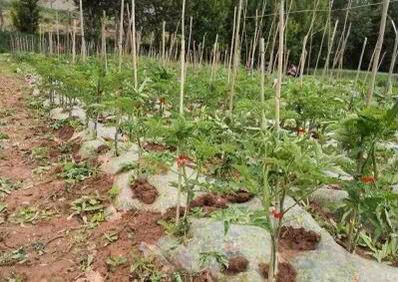 绑枝机  2019新款原装辣椒番茄捆绑枝西红柿绑蔓枪黄瓜绑蔓