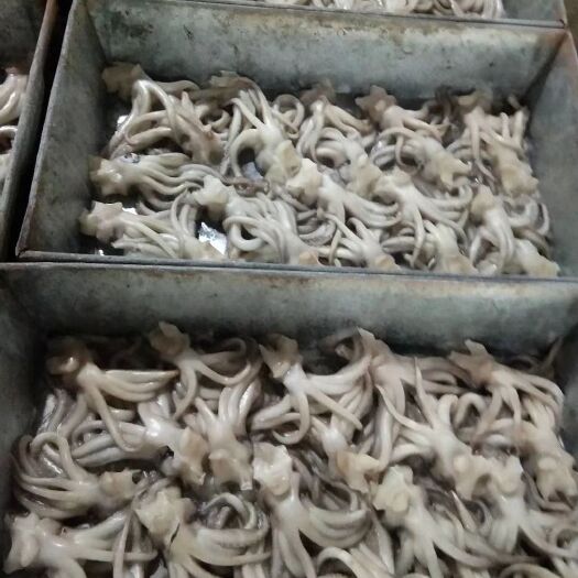 鱿鱼须 鱿鱼机洗头