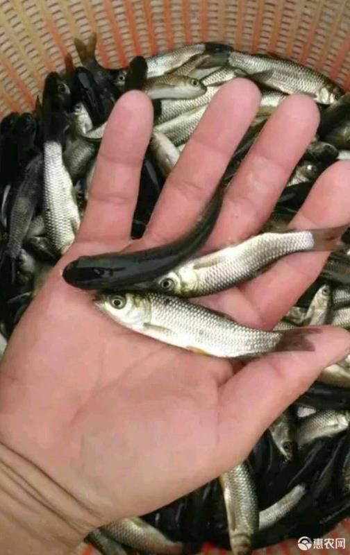 江门草鱼苗 货源充足大量供应