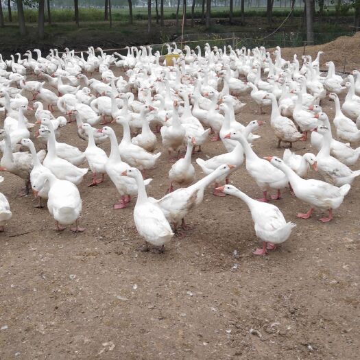 建湖县鹅肉类 新鲜