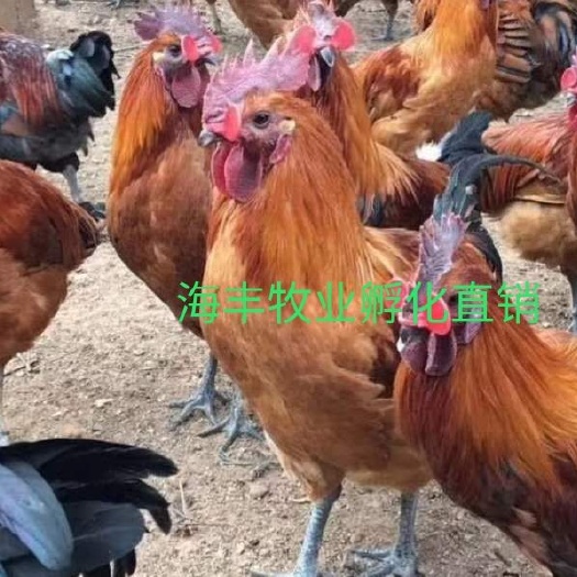 灵山县土鸡苗  (孵房直供)红羽 麻羽乌皮鸡苗 (打好疫苗 纯种抗病强 )